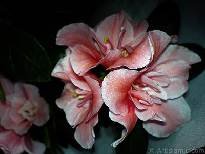 Pembe aelya iei resmi. <i>(Ailesi: Ericaceae, Tr: Rhododendron, Azalea)</i> <br>ekim Tarihi: Nisan 2010, Yer: stanbul-Annemin iekleri, Fotoraf: islamiSanat.net