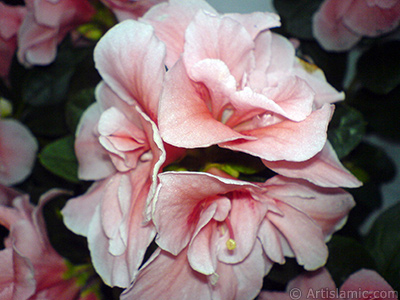 Pink color Azalea -Rhododendron- flower. <i>(Family: Ericaceae, Species: Rhododendron, Azalea)</i> <br>Photo Date: April 2010, Location: Turkey/Istanbul-Mother`s Flowers, By: Artislamic.com