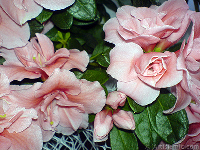 Pink color Azalea -Rhododendron- flower. <i>(Family: Ericaceae, Species: Rhododendron, Azalea)</i> <br>Photo Date: April 2010, Location: Turkey/Istanbul-Mother`s Flowers, By: Artislamic.com