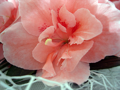 Pink color Azalea -Rhododendron- flower. <i>(Family: Ericaceae, Species: Rhododendron, Azalea)</i> <br>Photo Date: April 2010, Location: Turkey/Istanbul-Mother`s Flowers, By: Artislamic.com