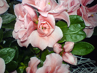 Pink color Azalea -Rhododendron- flower. <i>(Family: Ericaceae, Species: Rhododendron, Azalea)</i> <br>Photo Date: April 2010, Location: Turkey/Istanbul-Mother`s Flowers, By: Artislamic.com