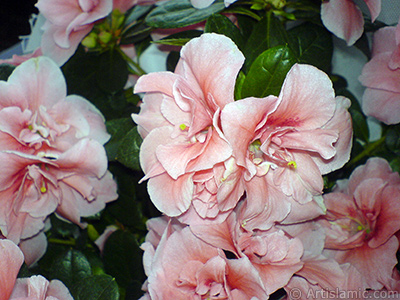 Pink color Azalea -Rhododendron- flower. <i>(Family: Ericaceae, Species: Rhododendron, Azalea)</i> <br>Photo Date: April 2010, Location: Turkey/Istanbul-Mother`s Flowers, By: Artislamic.com