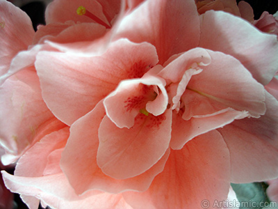 Pink color Azalea -Rhododendron- flower. <i>(Family: Ericaceae, Species: Rhododendron, Azalea)</i> <br>Photo Date: April 2010, Location: Turkey/Istanbul-Mother`s Flowers, By: Artislamic.com