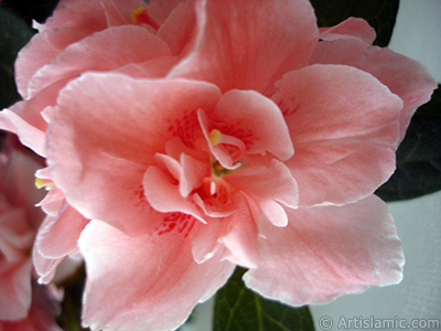 Pink color Azalea -Rhododendron- flower. <i>(Family: Ericaceae, Species: Rhododendron, Azalea)</i> <br>Photo Date: April 2010, Location: Turkey/Istanbul-Mother`s Flowers, By: Artislamic.com