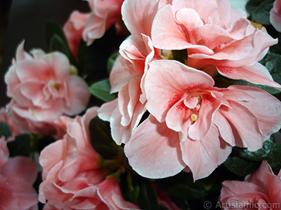 Pink color Azalea -Rhododendron- flower. <i>(Family: Ericaceae, Species: Rhododendron, Azalea)</i> <br>Photo Date: April 2010, Location: Turkey/Istanbul-Mother`s Flowers, By: Artislamic.com