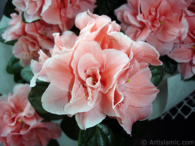 Pink color Azalea -Rhododendron- flower. <i>(Family: Ericaceae, Species: Rhododendron, Azalea)</i> <br>Photo Date: April 2010, Location: Turkey/Istanbul-Mother`s Flowers, By: Artislamic.com