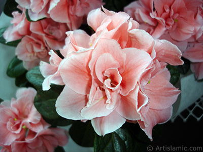 Pink color Azalea -Rhododendron- flower. <i>(Family: Ericaceae, Species: Rhododendron, Azalea)</i> <br>Photo Date: April 2010, Location: Turkey/Istanbul-Mother`s Flowers, By: Artislamic.com