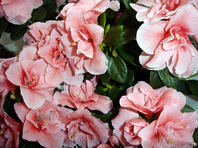 Pink color Azalea -Rhododendron- flower. <i>(Family: Ericaceae, Species: Rhododendron, Azalea)</i> <br>Photo Date: April 2010, Location: Turkey/Istanbul-Mother`s Flowers, By: Artislamic.com