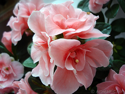 Pink color Azalea -Rhododendron- flower. <i>(Family: Ericaceae, Species: Rhododendron, Azalea)</i> <br>Photo Date: April 2010, Location: Turkey/Istanbul-Mother`s Flowers, By: Artislamic.com