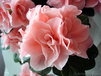 Pink color Azalea -Rhododendron- flower. <i>(Family: Ericaceae, Species: Rhododendron, Azalea)</i> <br>Photo Date: April 2010, Location: Turkey/Istanbul-Mother`s Flowers, By: Artislamic.com