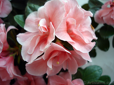 Pink color Azalea -Rhododendron- flower. <i>(Family: Ericaceae, Species: Rhododendron, Azalea)</i> <br>Photo Date: April 2010, Location: Turkey/Istanbul-Mother`s Flowers, By: Artislamic.com