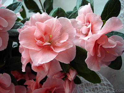 Pink color Azalea -Rhododendron- flower. <i>(Family: Ericaceae, Species: Rhododendron, Azalea)</i> <br>Photo Date: April 2010, Location: Turkey/Istanbul-Mother`s Flowers, By: Artislamic.com