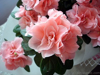 Pink color Azalea -Rhododendron- flower. <i>(Family: Ericaceae, Species: Rhododendron, Azalea)</i> <br>Photo Date: April 2010, Location: Turkey/Istanbul-Mother`s Flowers, By: Artislamic.com