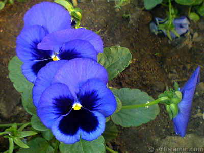 Dark blue color Viola Tricolor -Heartsease, Pansy, Multicoloured Violet, Johnny Jump Up- flower. <i>(Family: Violaceae, Species: Viola tricolor)</i> <br>Photo Date: May 2008, Location: Turkey/Istanbul, By: Artislamic.com