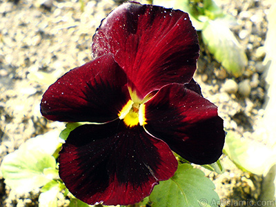 Brown color Viola Tricolor -Heartsease, Pansy, Multicoloured Violet, Johnny Jump Up- flower. <i>(Family: Violaceae, Species: Viola tricolor)</i> <br>Photo Date: February 2011, Location: Turkey/Yalova-Termal, By: Artislamic.com