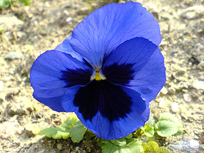 Dark blue color Viola Tricolor -Heartsease, Pansy, Multicoloured Violet, Johnny Jump Up- flower. <i>(Family: Violaceae, Species: Viola tricolor)</i> <br>Photo Date: February 2011, Location: Turkey/Yalova-Termal, By: Artislamic.com