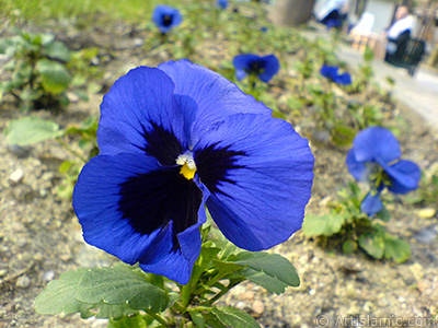 Dark blue color Viola Tricolor -Heartsease, Pansy, Multicoloured Violet, Johnny Jump Up- flower. <i>(Family: Violaceae, Species: Viola tricolor)</i> <br>Photo Date: February 2011, Location: Turkey/Yalova-Termal, By: Artislamic.com