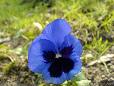 Dark blue color Viola Tricolor -Heartsease, Pansy, Multicoloured Violet, Johnny Jump Up- flower. <i>(Family: Violaceae, Species: Viola tricolor)</i> <br>Photo Date: February 2011, Location: Turkey/Yalova-Termal, By: Artislamic.com