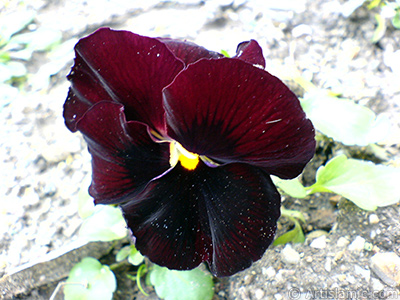 Brown color Viola Tricolor -Heartsease, Pansy, Multicoloured Violet, Johnny Jump Up- flower. <i>(Family: Violaceae, Species: Viola tricolor)</i> <br>Photo Date: February 2011, Location: Turkey/Yalova-Termal, By: Artislamic.com