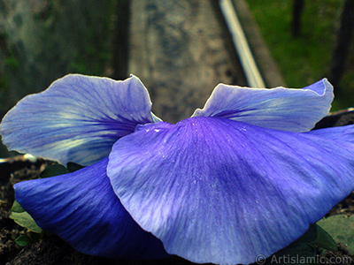 Lacivert renklerde Hercai Meneke iei resmi. <i>(Ailesi: Violaceae, Tr: Viola tricolor)</i> <br>ekim Tarihi: ubat 2011, Yer: Yalova-Termal, Fotoraf: islamiSanat.net