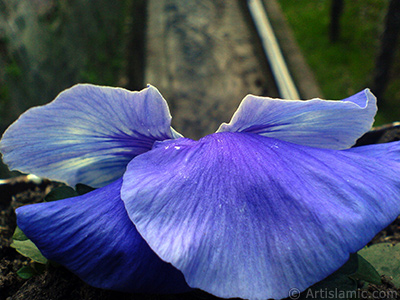 Dark blue color Viola Tricolor -Heartsease, Pansy, Multicoloured Violet, Johnny Jump Up- flower. <i>(Family: Violaceae, Species: Viola tricolor)</i> <br>Photo Date: February 2011, Location: Turkey/Yalova-Termal, By: Artislamic.com