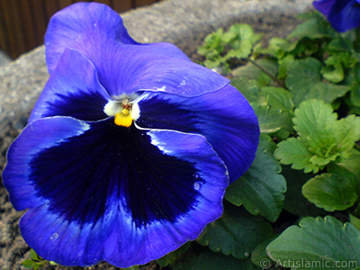 Dark blue color Viola Tricolor -Heartsease, Pansy, Multicoloured Violet, Johnny Jump Up- flower. <i>(Family: Violaceae, Species: Viola tricolor)</i> <br>Photo Date: February 2011, Location: Turkey/Yalova-Termal, By: Artislamic.com