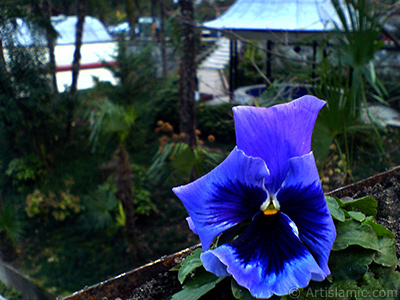 Dark blue color Viola Tricolor -Heartsease, Pansy, Multicoloured Violet, Johnny Jump Up- flower. <i>(Family: Violaceae, Species: Viola tricolor)</i> <br>Photo Date: February 2011, Location: Turkey/Yalova-Termal, By: Artislamic.com