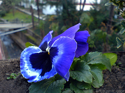 Dark blue color Viola Tricolor -Heartsease, Pansy, Multicoloured Violet, Johnny Jump Up- flower. <i>(Family: Violaceae, Species: Viola tricolor)</i> <br>Photo Date: February 2011, Location: Turkey/Yalova-Termal, By: Artislamic.com