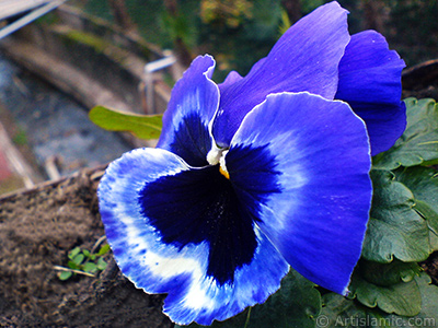 Dark blue color Viola Tricolor -Heartsease, Pansy, Multicoloured Violet, Johnny Jump Up- flower. <i>(Family: Violaceae, Species: Viola tricolor)</i> <br>Photo Date: February 2011, Location: Turkey/Yalova-Termal, By: Artislamic.com