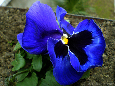 Dark blue color Viola Tricolor -Heartsease, Pansy, Multicoloured Violet, Johnny Jump Up- flower. <i>(Family: Violaceae, Species: Viola tricolor)</i> <br>Photo Date: February 2011, Location: Turkey/Yalova-Termal, By: Artislamic.com