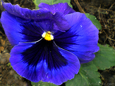 Dark blue color Viola Tricolor -Heartsease, Pansy, Multicoloured Violet, Johnny Jump Up- flower. <i>(Family: Violaceae, Species: Viola tricolor)</i> <br>Photo Date: February 2011, Location: Turkey/Yalova-Termal, By: Artislamic.com