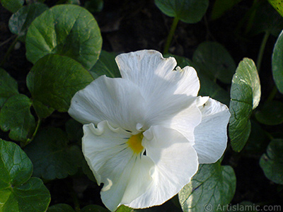 White color Viola Tricolor -Heartsease, Pansy, Multicoloured Violet, Johnny Jump Up- flower. <i>(Family: Violaceae, Species: Viola tricolor)</i> <br>Photo Date: February 2011, Location: Turkey/Yalova-Termal, By: Artislamic.com