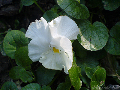 Beyaz renklerde Hercai Meneke iei resmi. <i>(Ailesi: Violaceae, Tr: Viola tricolor)</i> <br>ekim Tarihi: ubat 2011, Yer: Yalova-Termal, Fotoraf: islamiSanat.net