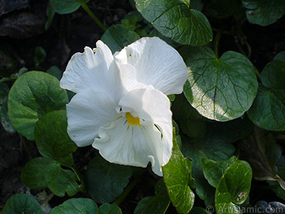 White color Viola Tricolor -Heartsease, Pansy, Multicoloured Violet, Johnny Jump Up- flower. <i>(Family: Violaceae, Species: Viola tricolor)</i> <br>Photo Date: February 2011, Location: Turkey/Yalova-Termal, By: Artislamic.com