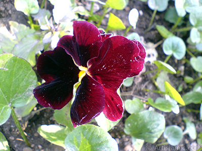 Burgundy color Viola Tricolor -Heartsease, Pansy, Multicoloured Violet, Johnny Jump Up- flower. <i>(Family: Violaceae, Species: Viola tricolor)</i> <br>Photo Date: February 2011, Location: Turkey/Yalova-Termal, By: Artislamic.com