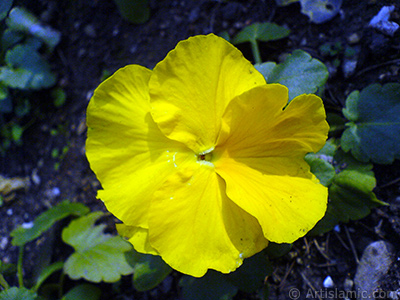 Yellow color Viola Tricolor -Heartsease, Pansy, Multicoloured Violet, Johnny Jump Up- flower. <i>(Family: Violaceae, Species: Viola tricolor)</i> <br>Photo Date: February 2011, Location: Turkey/Yalova-Termal, By: Artislamic.com