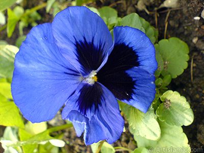 Dark blue color Viola Tricolor -Heartsease, Pansy, Multicoloured Violet, Johnny Jump Up- flower. <i>(Family: Violaceae, Species: Viola tricolor)</i> <br>Photo Date: February 2011, Location: Turkey/Yalova-Termal, By: Artislamic.com