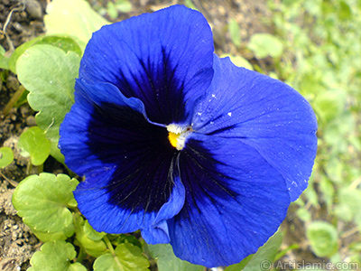 Dark blue color Viola Tricolor -Heartsease, Pansy, Multicoloured Violet, Johnny Jump Up- flower. <i>(Family: Violaceae, Species: Viola tricolor)</i> <br>Photo Date: February 2011, Location: Turkey/Yalova-Termal, By: Artislamic.com