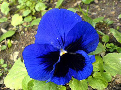 Dark blue color Viola Tricolor -Heartsease, Pansy, Multicoloured Violet, Johnny Jump Up- flower. <i>(Family: Violaceae, Species: Viola tricolor)</i> <br>Photo Date: February 2011, Location: Turkey/Yalova-Termal, By: Artislamic.com