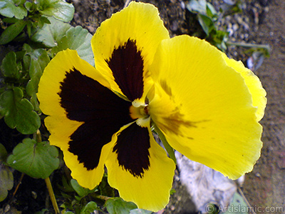 Yellow color Viola Tricolor -Heartsease, Pansy, Multicoloured Violet, Johnny Jump Up- flower. <i>(Family: Violaceae, Species: Viola tricolor)</i> <br>Photo Date: February 2011, Location: Turkey/Yalova-Termal, By: Artislamic.com