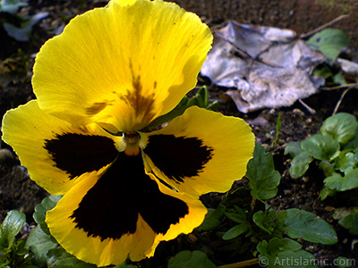 Yellow color Viola Tricolor -Heartsease, Pansy, Multicoloured Violet, Johnny Jump Up- flower. <i>(Family: Violaceae, Species: Viola tricolor)</i> <br>Photo Date: February 2011, Location: Turkey/Yalova-Termal, By: Artislamic.com