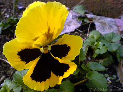 Yellow color Viola Tricolor -Heartsease, Pansy, Multicoloured Violet, Johnny Jump Up- flower. <i>(Family: Violaceae, Species: Viola tricolor)</i> <br>Photo Date: February 2011, Location: Turkey/Yalova-Termal, By: Artislamic.com
