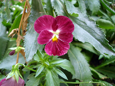 Burgundy color Viola Tricolor -Heartsease, Pansy, Multicoloured Violet, Johnny Jump Up- flower. <i>(Family: Violaceae, Species: Viola tricolor)</i> <br>Photo Date: August 2008, Location: Turkey/Yalova-Termal, By: Artislamic.com