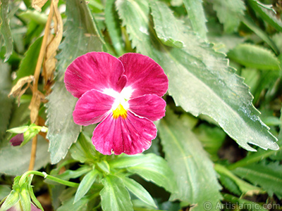 Burgundy color Viola Tricolor -Heartsease, Pansy, Multicoloured Violet, Johnny Jump Up- flower. <i>(Family: Violaceae, Species: Viola tricolor)</i> <br>Photo Date: August 2008, Location: Turkey/Yalova-Termal, By: Artislamic.com