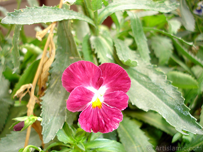 Burgundy color Viola Tricolor -Heartsease, Pansy, Multicoloured Violet, Johnny Jump Up- flower. <i>(Family: Violaceae, Species: Viola tricolor)</i> <br>Photo Date: August 2008, Location: Turkey/Yalova-Termal, By: Artislamic.com