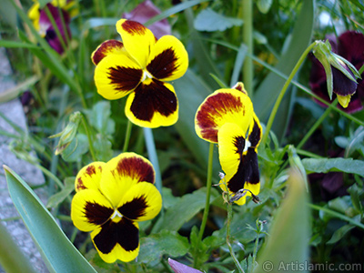 Yellow color Viola Tricolor -Heartsease, Pansy, Multicoloured Violet, Johnny Jump Up- flower. <i>(Family: Violaceae, Species: Viola tricolor)</i> <br>Photo Date: May 2005, Location: Turkey/Istanbul, By: Artislamic.com