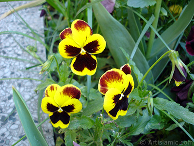 Yellow color Viola Tricolor -Heartsease, Pansy, Multicoloured Violet, Johnny Jump Up- flower. <i>(Family: Violaceae, Species: Viola tricolor)</i> <br>Photo Date: May 2005, Location: Turkey/Istanbul, By: Artislamic.com