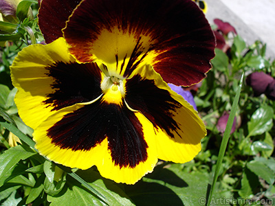 Yellow color Viola Tricolor -Heartsease, Pansy, Multicoloured Violet, Johnny Jump Up- flower. <i>(Family: Violaceae, Species: Viola tricolor)</i> <br>Photo Date: May 2005, Location: Turkey/Istanbul, By: Artislamic.com