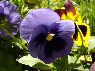 Purple color Viola Tricolor -Heartsease, Pansy, Multicoloured Violet, Johnny Jump Up- flower. <i>(Family: Violaceae, Species: Viola tricolor)</i> <br>Photo Date: May 2005, Location: Turkey/Istanbul, By: Artislamic.com