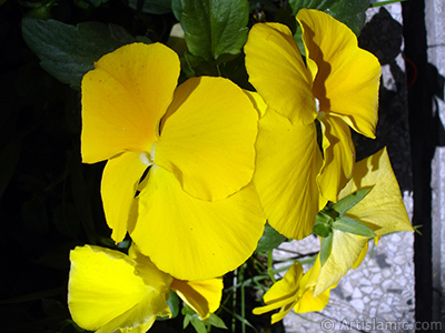 Yellow color Viola Tricolor -Heartsease, Pansy, Multicoloured Violet, Johnny Jump Up- flower. <i>(Family: Violaceae, Species: Viola tricolor)</i> <br>Photo Date: May 2005, Location: Turkey/Istanbul, By: Artislamic.com